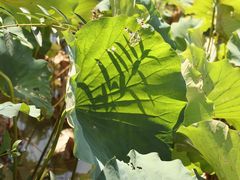 -合肥滨湖国家森林公园