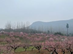 -南京老山国家森林公园