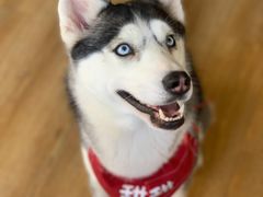 -Husky Go! 哈士奇体验馆·宠物咖啡厅狗咖