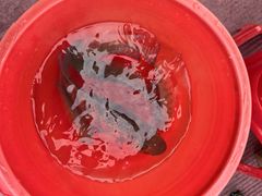 -会江钓鱼钓虾烧烤场