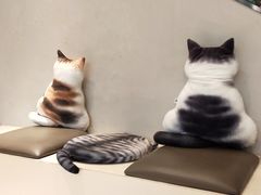 -飞行喵MR PILOT|猫舍·猫咖(静安大融城店)