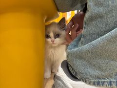 -有喵·猫咖·狗咖·30几只猫10只小狗(岗厦店)