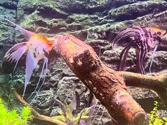 -上海海洋水族馆