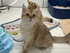 -1013 PET SHOP精品宠物商店(丁香店)