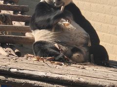 -石家庄市动物园