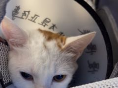 -瑞派康怡24h宠物医院·犬猫医疗中心·微创绝育(瑞景分院)