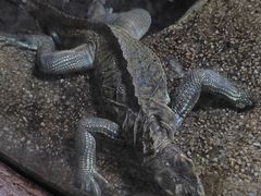 -上海大自然野生昆虫馆