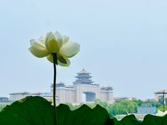-莲花池公园