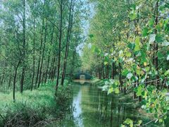 -合肥滨湖国家森林公园