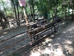 -大鹅岛绿色生态美食园