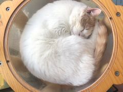 -猫在这儿猫咪咖啡馆·撸猫馆