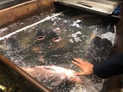 -张氏鱼庄