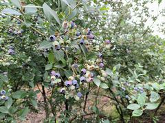 -金谷域澳洲庄园