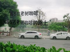 -OLD TREE老树咖啡·西餐厅(台山人工湖店)