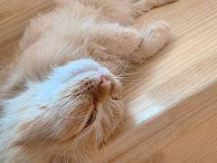 -猫腻·猫咖·撸猫馆(星光大道店)