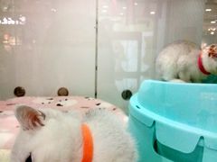 -糯米喵星人·撸猫猫舍咖啡馆(西市场嘉华店)