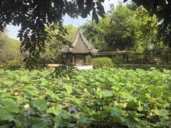 -上海醉白池公园