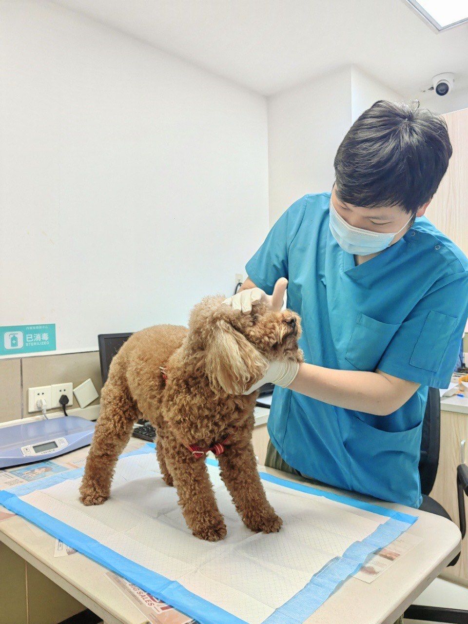 安宠医,连锁宠物医院,值得信赖‼️

接待我们的是王晶健医生