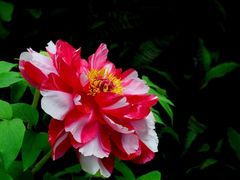 -中国科学院华南植物园