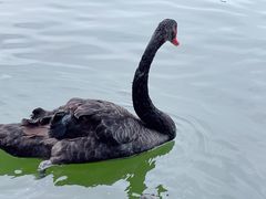 -厦门国家会计学院