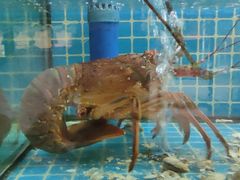-坛南湾阿强农家乐.海鲜大排档老字号(福州地标美食店)