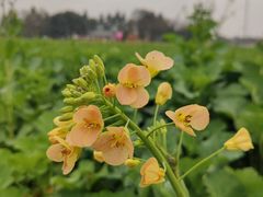 -中国天府农业博览园