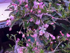 -花鸟鱼虫鲜花绿植市场(玉泉路店)