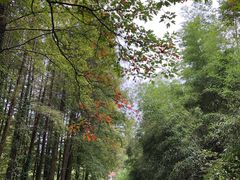 -山王坪喀斯特国家生态公园