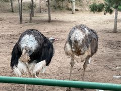 -青藏高原野生动物园