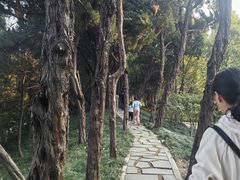 -嘉定紫藤园