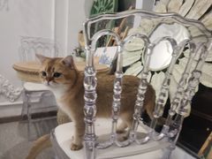 -共舞时光猫咖·狗咖(新街口店)