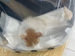 -中农大我爱我爱动物医院·核磁CT·猫病·24小时夜诊中心(石佛营店)