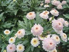 -中国科学院华南植物园
