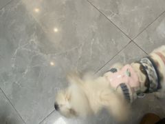 -半岛宠物医院24小时(西派城店)