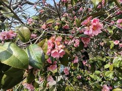 -玄武湖景区-情侣园游乐场