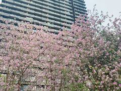 -景田北六街公园宠物主题园
