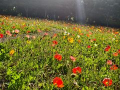 -上海鲜花港