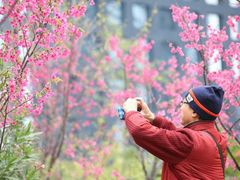 -天适樱花悠乐园