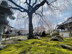 -醍醐寺