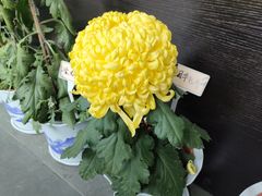 -杭州植物园