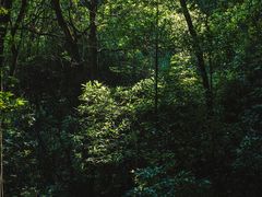 -火炉山森林公园