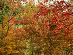 -昆山城市生态森林公园