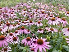 -紫颐香薰山谷景区