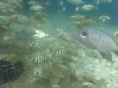 -江和美海洋公园