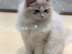 -momokira米努特·德文卷毛猫·棉花面纱犬