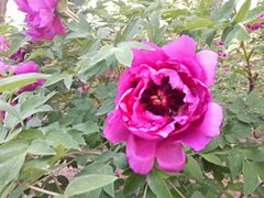 -长春公园(普阳街道)