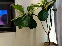 -同步齿科·数字化正畸种植口腔中心(前山店)