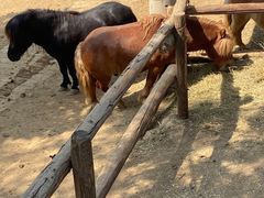 -石家庄市动物园