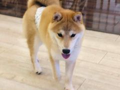-豆柴町-柴犬主题狗咖(红鼎国际C座店)