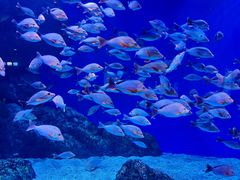 -成都浩海立方海洋公园